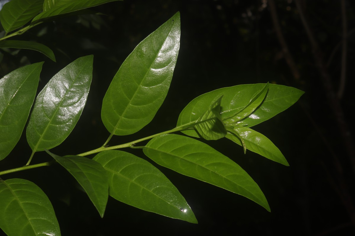 Cestrum nocturnum L.